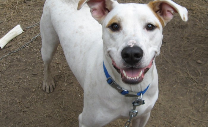 The Benefits Of&nbsp;Pets