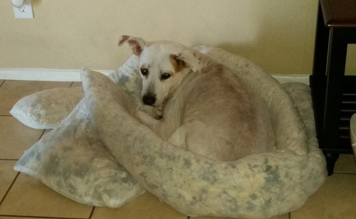 My Dog Is&nbsp;Aging