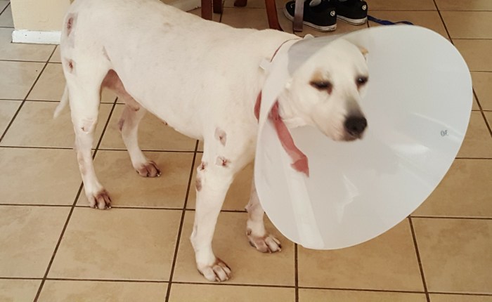 Cash Is Home From A Successful&nbsp;Surgery