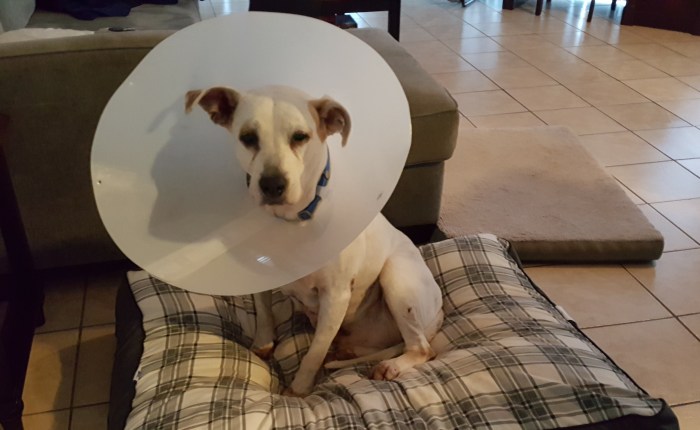 Waiting For The&nbsp;Vet