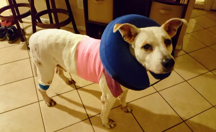 He Ripped Out A&nbsp;Stitch