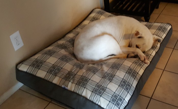 Good News From The&nbsp;Vet