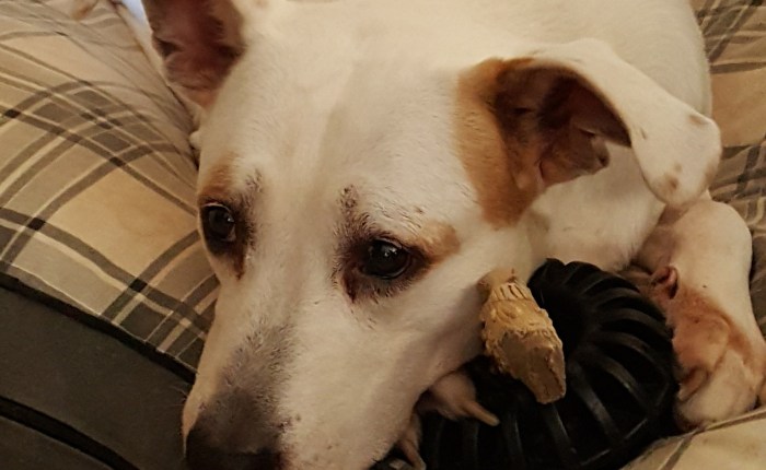 I Rely On My Dog, Or At Least I Used To Be Able&nbsp;To