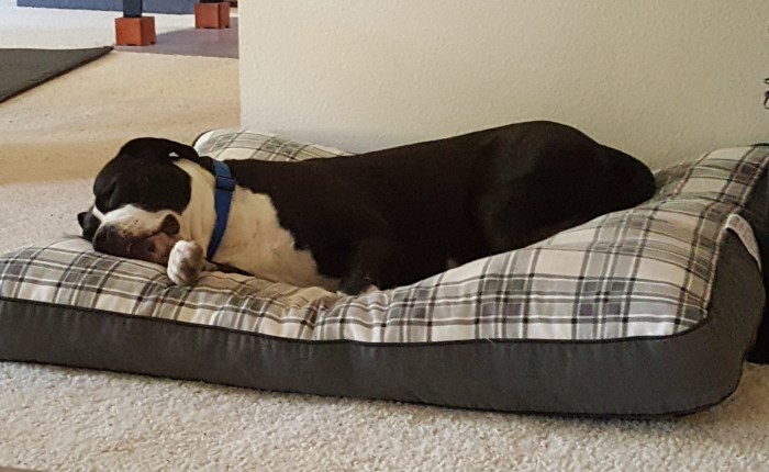 Achilles Got Sick In The&nbsp;House