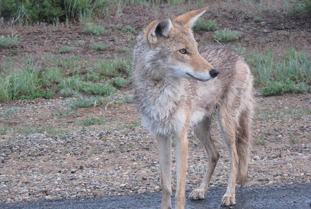 A Pack Of&nbsp;Coyotes